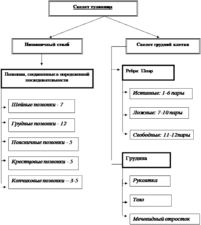 Морфологическая 2.Функциональная - student2.ru