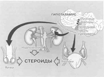 начало подросткового возраста - student2.ru