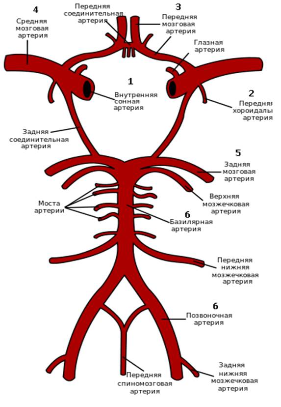 Нарушение кровотока в базилярной и позвоночных артериях - student2.ru