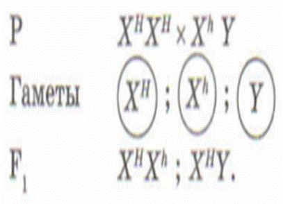 Наследование, сцепленное с полом - student2.ru