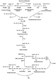 Назовите возможные пути синтеза глицерофосфолипидов. Представьте схему синтеа фосфотидилхолина. - student2.ru