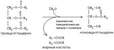 Назовите возможные пути синтеза глицерофосфолипидов. Представьте схему синтеа фосфотидилхолина. - student2.ru