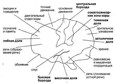 Немного о человеческом мозге - student2.ru