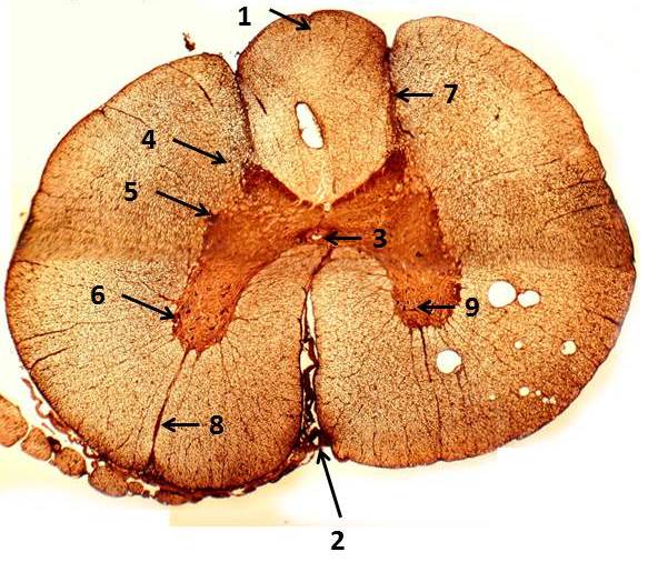 Нервная система. Спинной мозг. Спинальные и вегетативные ганглии - student2.ru