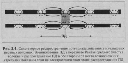 Нервное волокно как элемент рефлекторной дуги - student2.ru