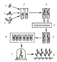 Новые технологии получения посадочного материала - student2.ru