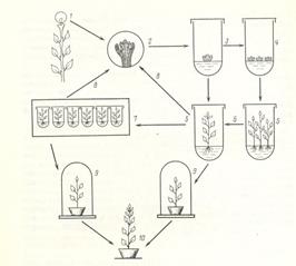 Новые технологии получения посадочного материала - student2.ru