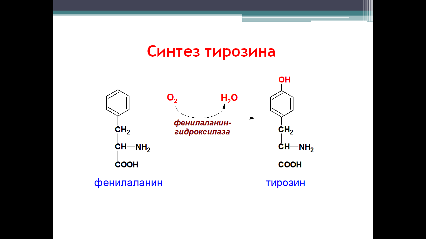 Обмена фенилаланина и тирозина. - student2.ru