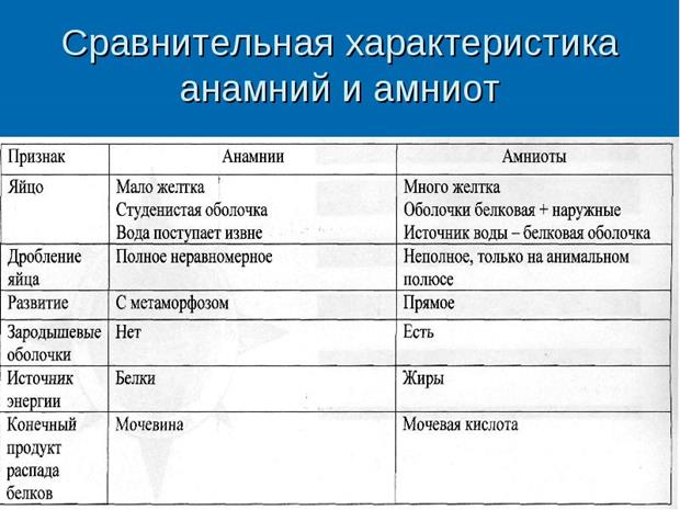 Образование внезародышевых оболочек у эмбриона человека - student2.ru