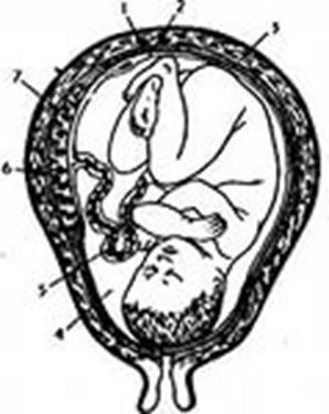 Образование внезародышевых оболочек у эмбриона человека - student2.ru