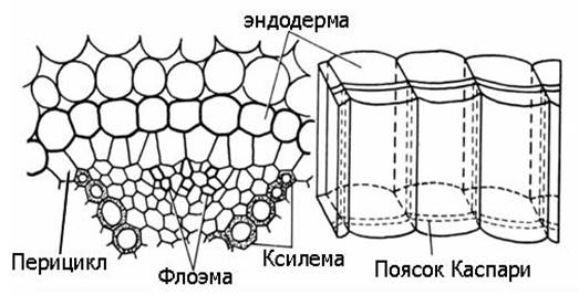 Образовательные ткани, или меристемы 4 страница - student2.ru