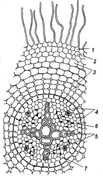 Образовательные ткани, или меристемы 5 страница - student2.ru