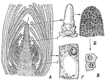 Образовательные ткани, или меристемы 5 страница - student2.ru