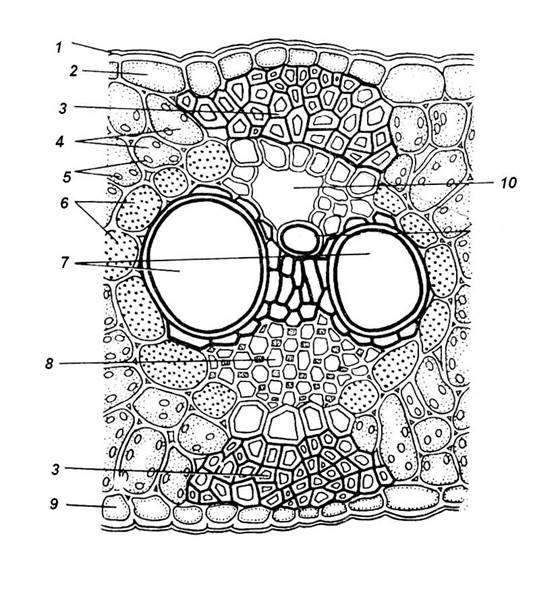 Образовательные ткани, или меристемы 8 страница - student2.ru