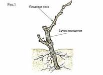 Обрезка винограда для начинающих - student2.ru