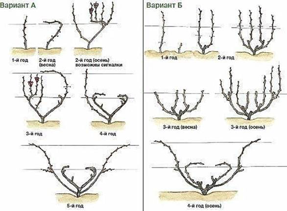 Обрезка винограда для начинающих - student2.ru