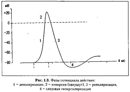 общая физиология возбудимых тканей - student2.ru