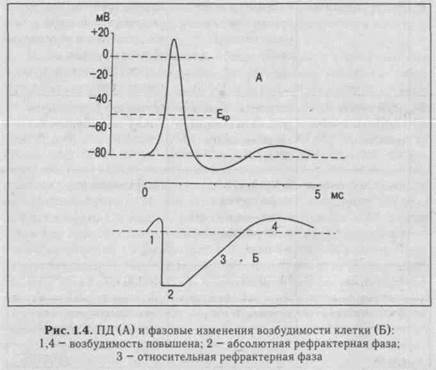 общая физиология возбудимых тканей - student2.ru