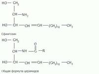 Общая формула церамидов. Формула сфингомиелина. - student2.ru