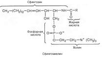 Общая формула церамидов. Формула сфингомиелина. - student2.ru