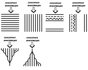 Общая схема строения сенсорных систем - student2.ru