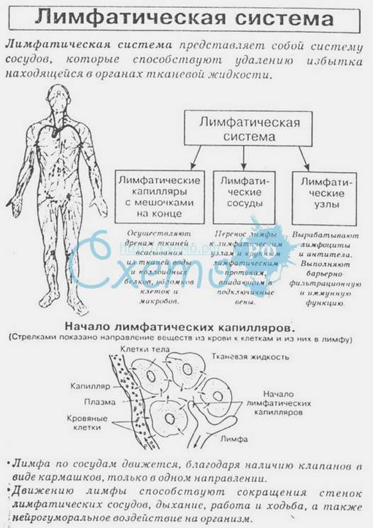 Общие сведения. Топография. Строение. Функции - student2.ru