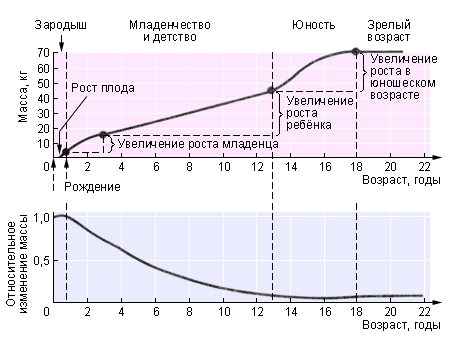 Опишите кривую роста человека в период от рождения до 18-19 лет. - student2.ru