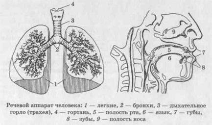 Орфоэпия и понятие орфоэпической нормы 1 страница - student2.ru