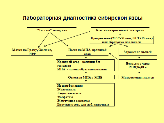 Ориентировочная бактериоскопия - student2.ru