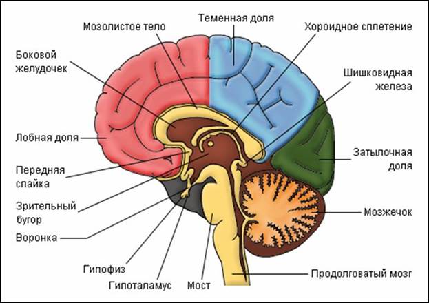 Основные формы проявления психики человека - student2.ru
