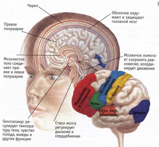 Основные формы проявления психики человека - student2.ru