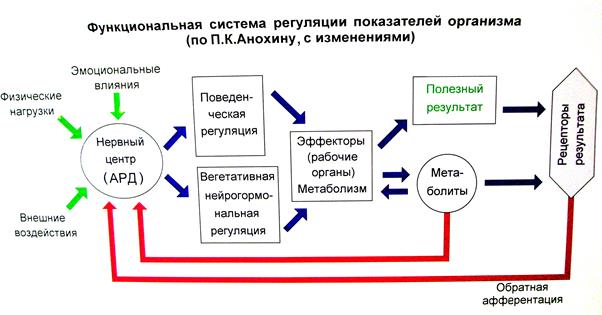 Основные принципы построения функциональных систем - student2.ru