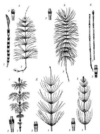 Отличительные признаки различных видов хвощей - student2.ru
