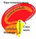 Отношения между мозгом, органом и эмбриональным слоем, из которого орган образовался - student2.ru