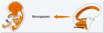 Отношения между мозгом, органом и эмбриональным слоем, из которого орган образовался - student2.ru