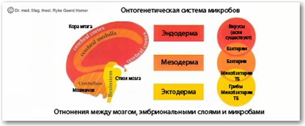 Отношения между мозгом, органом и эмбриональным слоем, из которого орган образовался - student2.ru
