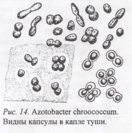 Палочковидные бактерии, извитые и нитчатые - student2.ru