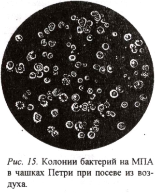 Палочковидные бактерии, извитые и нитчатые - student2.ru