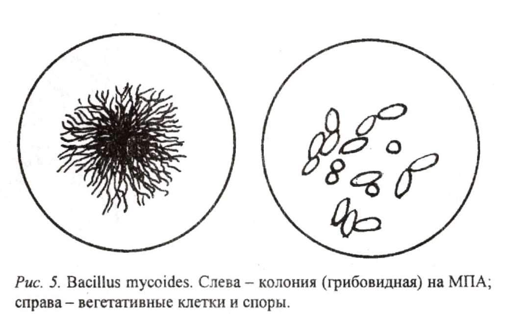 Палочковидные бактерии, извитые и нитчатые - student2.ru