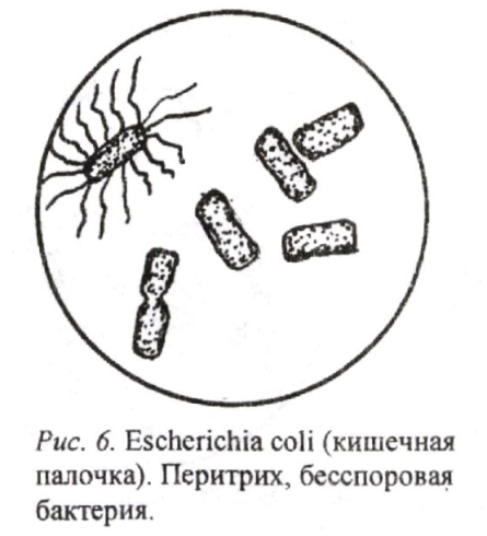 Палочковидные бактерии, извитые и нитчатые - student2.ru