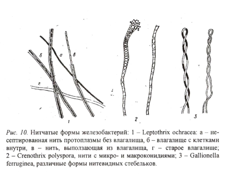 Палочковидные бактерии, извитые и нитчатые - student2.ru