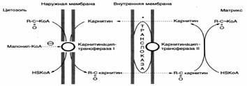 Патологии липидного обмена: атеросклероз, ожирение, жировая дегенарация печени, желчно-каменная болезнь, липидозы. Коэффициент атерогенности. - student2.ru