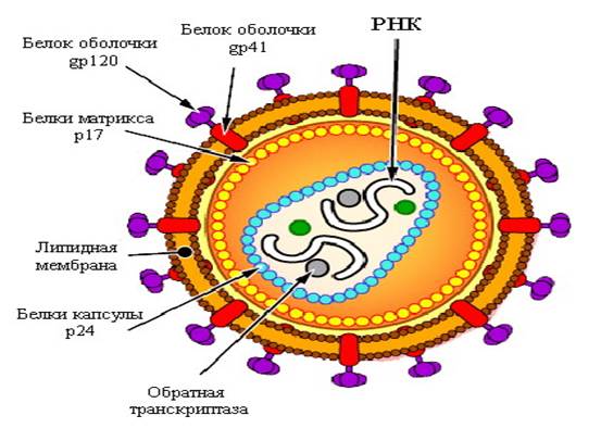 Патологоанатомический диагноз - student2.ru