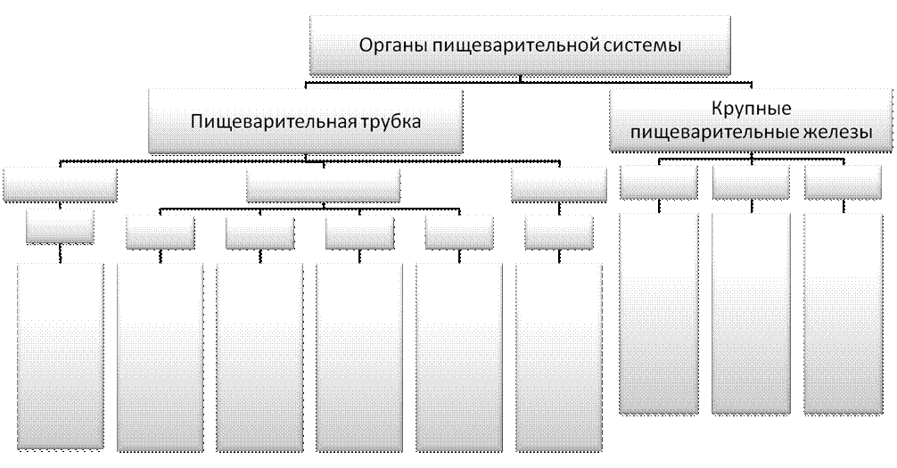 Переход пищевода в желудок - student2.ru