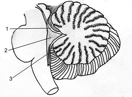 Перешеек ромбовидного мозга - student2.ru