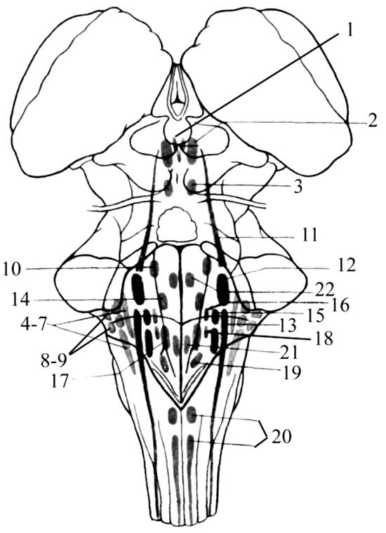 Перешеек ромбовидного мозга - student2.ru