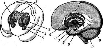 Подкорковые ядра - student2.ru
