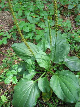 Подорожник большой - Plantago major L - student2.ru