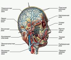 Полость рта. Строение языка. Возрастные особенности - student2.ru