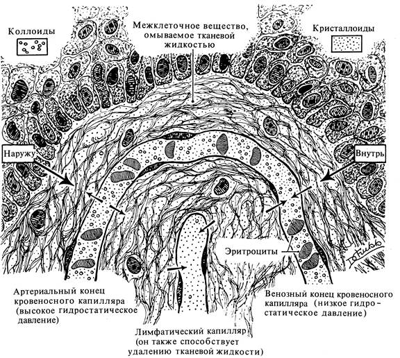 Понятие о внутренней среде многоклеточного животного организма. Гомеостаз - student2.ru